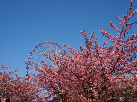 the beautiful cherry blossom trees in kasai rinkai park, Tokyo, Japan
