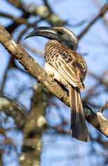African Grey Hornbill, Pilanesberg National Park