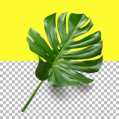 Isolated closeup view of Monstera leaf