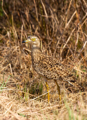 Spotted Thick-knee, Addo Elephant National Park