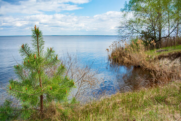 Charming landscape on a sunny spring day. A small pine, reed and birch on the winding shore of the water, which reflects the spring blue sky with thick clouds.
