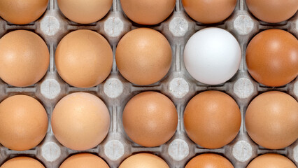 Eggs in carton. Eggs in box. Healthy Farm Food in eco packaging. One white egg among the dark ones, concept.