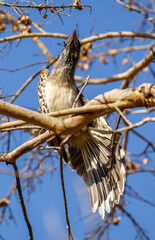 African Grey Hornbill, Pilanesberg National Park