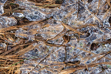 Grass frozen in crystal clear ice