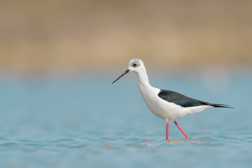 Beautiful portrait of black winged stilt female in the water (Himantopus himantopus)