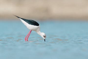 Black winged stilt female at hunt (Himantopus himantopus)