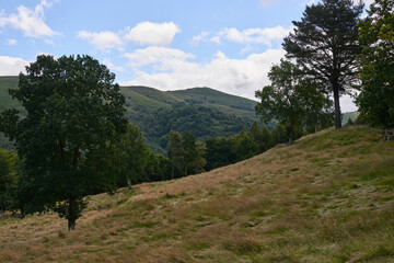 A meadow with trees under a blue sky with white clouds
