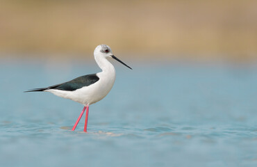 Beautiful portrait of Black winged stilt female (Himantopus himantopus)