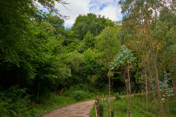Fototapeta na wymiar A rustic road surrounded by dense vegetation