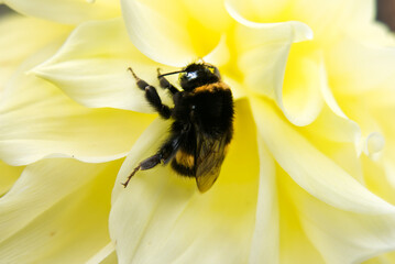 Close-up of a bumblebee (bombus) among the petals of a pale yellow dalhia (Kelvin Floodlight)