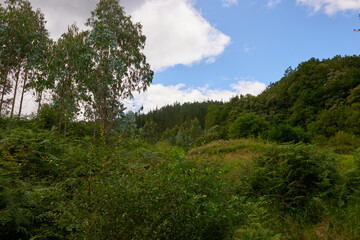 A meadow of green grass used for cattle grazing.