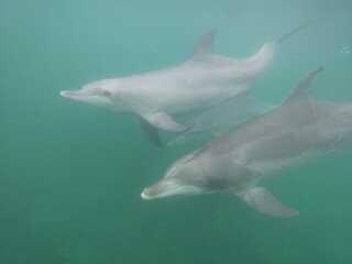Bottle-nosed dolphins swimming in the sea