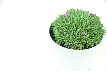 Sedum Hispanicum plant in bloom in the garden