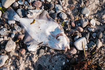 dead flounder lies on the beach of the Baltic Sea