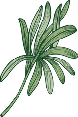 Elegant Rosemary Branch Hand Draw Realistic Illustration