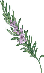 Rosemary Branch with Flowers Hand Draw Realistic Illustration