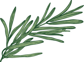 Rosemary Plant Branch Hand Draw Realistic Illustration