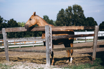 A horse standing alone on ranch
