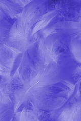 Colorful feather background, top view.