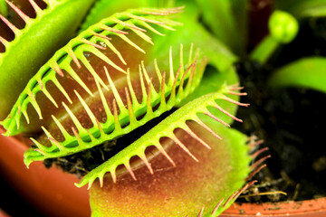 Dionaea Muscipula carnivorous plant macro picture