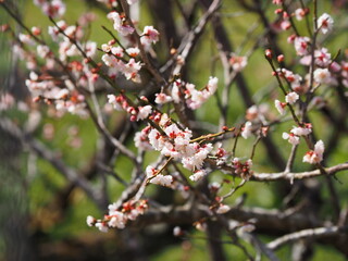 梅の花の拡大写真