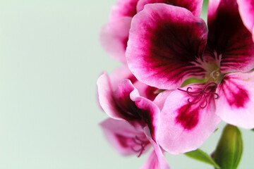 Scented Geranium Pelargonium Crispum flower