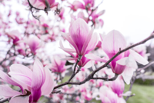 Branch of pink magnolia close-up