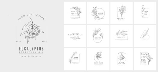 Floral logo of different types of eucalyptus, silver dollar, baby blue, blue gum, seeded. Hand drawn wedding herb with elegant leaves. Botanical rustic trendy greenery vector - obrazy, fototapety, plakaty