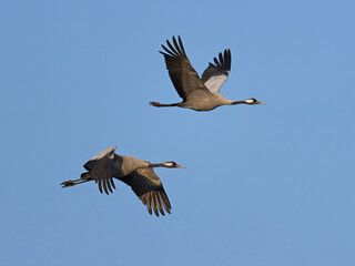 Common crane (Grus grus)