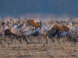 Common crane (Grus grus)