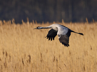 Common crane (Grus grus)