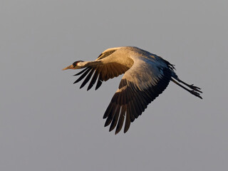 Common crane (Grus grus)
