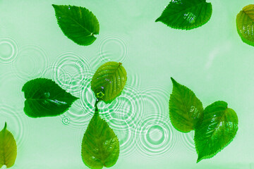 水 浮かぶ 葉 新緑 波紋 水滴 水面 春 夏 涼しい イメージ コピースペース...
