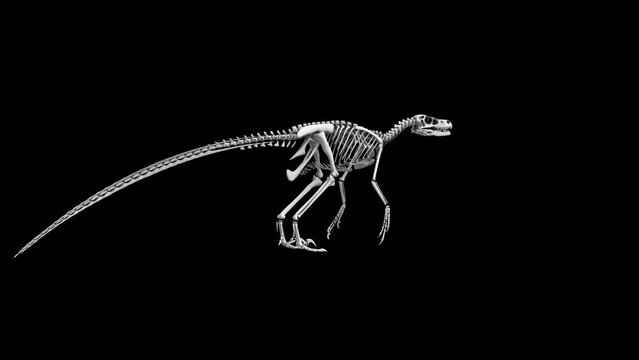 An endless loop of velociraptor skeleton rotating on alpha channel background.