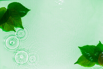 水 浮かぶ 葉 新緑 波紋 水滴 水面 春 夏 涼しい イメージ コピースペース...