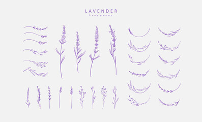 Set of Lavender logo and branch. Hand drawn wedding herb, plant and monogram with elegant leaves for invitation save the date card design. Botanical - 495250525