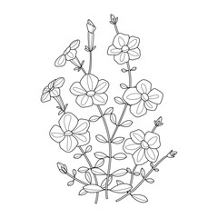 vector petunia flower bouquet coloring book outline contour page 