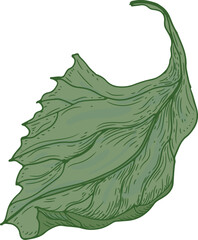Green Leaf Hand Draw Realistic Illustration