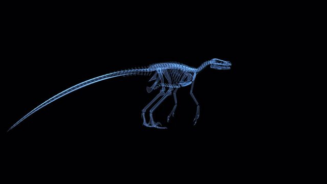 An endless loop of velociraptor skeleton hologram rotating on alpha channel background.