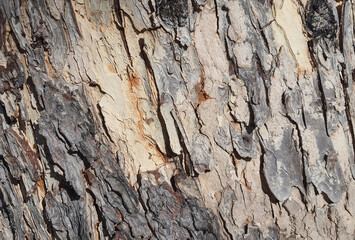 Tree bark texture background. Spot focus.