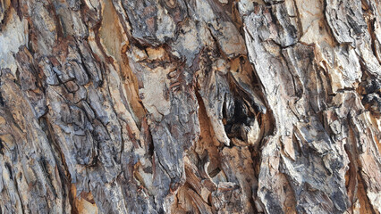 Tree bark texture background. Spot focus.