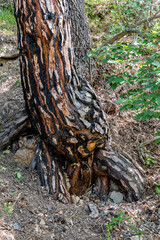 Fototapeta na wymiar Tronc d'un vieux pin calciné par le feu avec de belles couleurs orangées au bord d'un chemin de randonnée