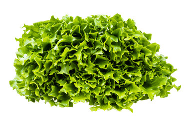 Fototapeta na wymiar fresh green leaves of curly endive lettuce isolated on white background