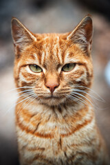 Cat, ottoman cat, turkish cat