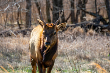 Elk in the woods