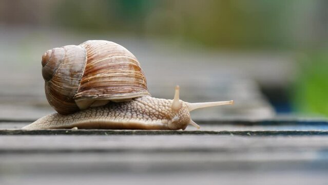 Beautiful Snail With A Shell Crawls On A Wooden Surface, Close-Up, Real Time