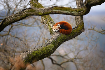 Red panda sleeping on wooden branch