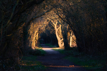 Light in the end of the tunnel. Trees. Countryside.