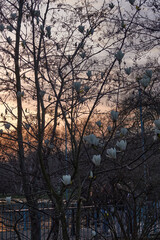 Sunset. Spring blossom in the UK