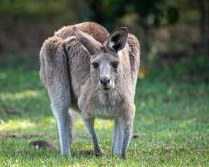 Grey kangaroo in low position